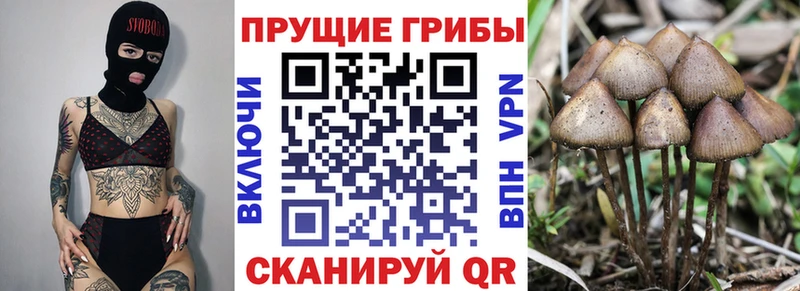 Псилоцибиновые грибы прущие грибы Шуя